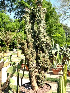 Cereus repandus specimen in the Jardin Botanique de Lyon, Parc de la Tête d'Or, Lyon, France.