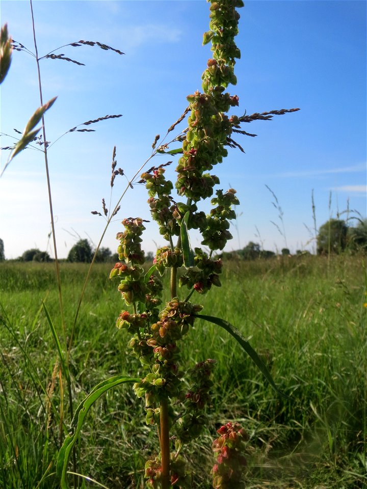 Krauser Ampfer (Rumex crispus) im Landschaftsschutzgebiet „Hockenheimer Rheinbogen“