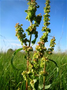 Krauser Ampfer (Rumex crispus) im Landschaftsschutzgebiet „Hockenheimer Rheinbogen“