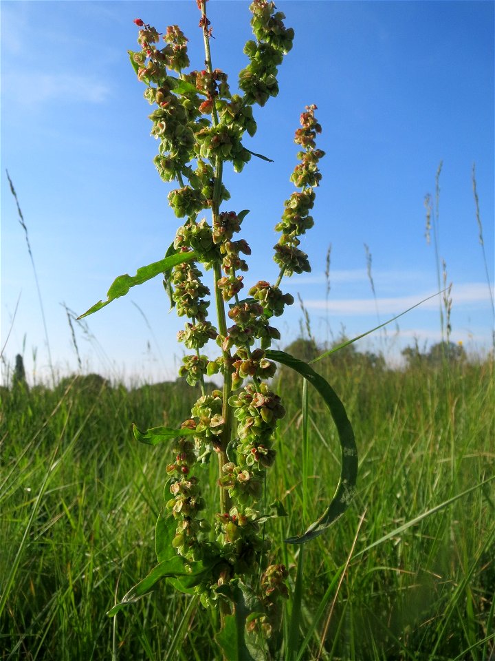 Krauser Ampfer (Rumex crispus) im Landschaftsschutzgebiet „Hockenheimer Rheinbogen“