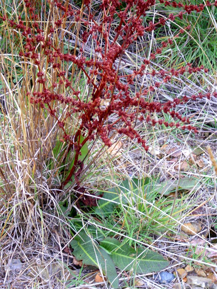 Rumex crispus habit, Dehesa Boyal de Puertollano, Spain