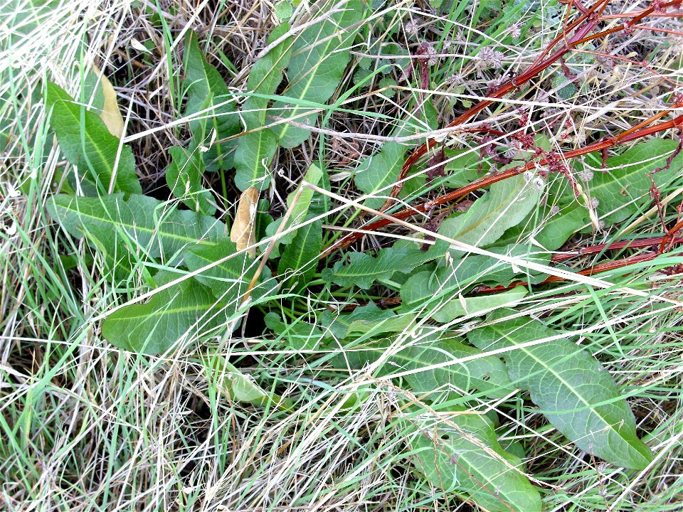 Rumex crispus basal leaves, Dehesa Boyal de Puertollano, Spain