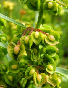 Rumex crispus fruiting at Los Peñasquitos Canyon Preserve, northern San Diego, Southern California. 
An invasive plant species in California.