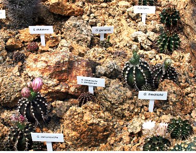 Several cactuses of genus Gymnocalycium: Gymnocalycium mihanovichii, Gymnocalycium friedrichii, Gymnocalycium chubutense (Syn. Gymnocalycium gibbosum), Gymnocalycium gerardii (Syn. Gymnocalycium gibbo