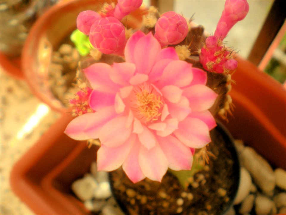 Fiore di Gymnocalycium mihanovichii