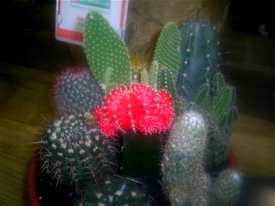 Image title: Small size cactus assortment in a pot Image from Public domain images website, http://www.public-domain-image.com/full-image/flora-plants-public-domain-images-pictures/flowers-public-doma photo