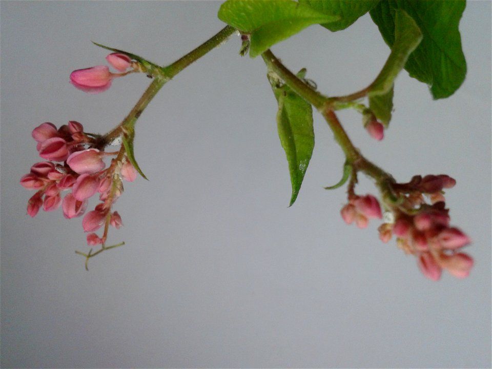 Botanical name - Antigonon leptopus 
Common names -  Coral vine;   Bride's tears ; Chain-of-love;  Love-vine  
Tamil:  KOTI  ROJA ‘creeper rose’ 
Native  place - Mexico
It is found out that an ex