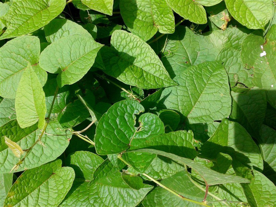 Botanical name - Antigonon leptopus 
Common names -  Coral vine;   Bride's tears ; Chain-of-love;  Love-vine  
Tamil:  KOTI  ROJA ‘creeper rose’ 
Native  place - Mexico
It is found out that an ex