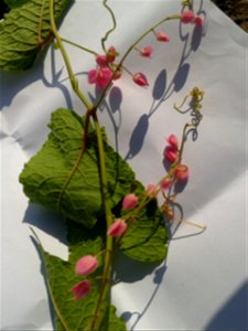 Botanical name - Antigonon leptopus 
Common names -  Coral vine;   Bride's tears ; Chain-of-love;  Love-vine  
Tamil:  KOTI  ROJA ‘creeper rose’ 
Native  place - Mexico
It is found out that an ex