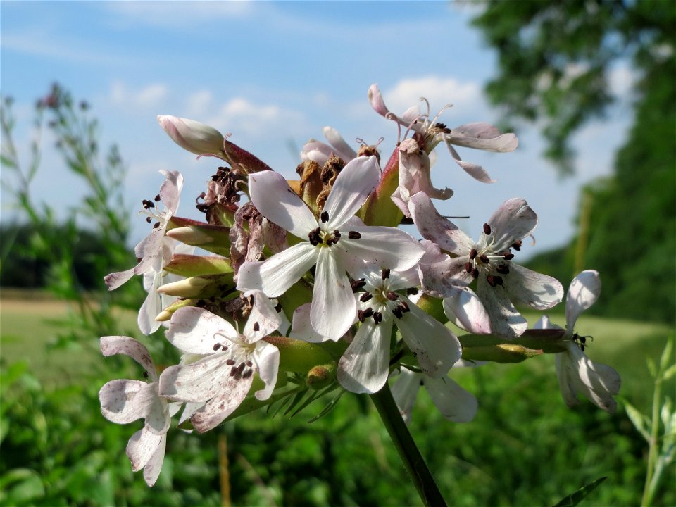 Gewöhnliches Seifenkraut (Saponaria officinalis) im Hockenheimer Rheinbogen
