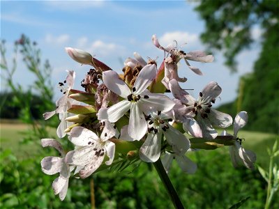 Gewöhnliches Seifenkraut (Saponaria officinalis) im Hockenheimer Rheinbogen