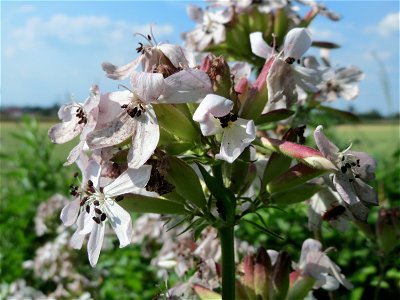 Gewöhnliches Seifenkraut (Saponaria officinalis) im Hockenheimer Rheinbogen