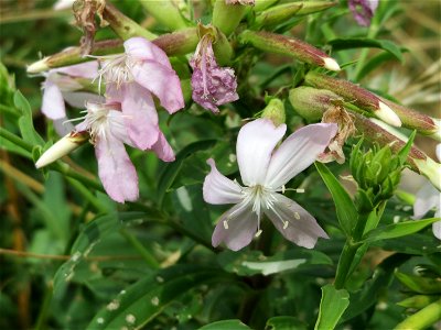 Gewöhnliches Seifenkraut (Saponaria officinalis) beim Flugfeld Erbenheim bei Wiesbaden