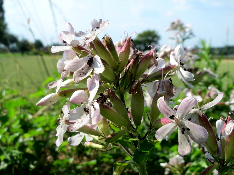 Gewöhnliches Seifenkraut (Saponaria officinalis) im Hockenheimer Rheinbogen