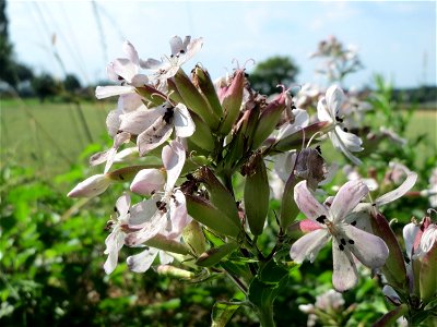 Gewöhnliches Seifenkraut (Saponaria officinalis) im Hockenheimer Rheinbogen
