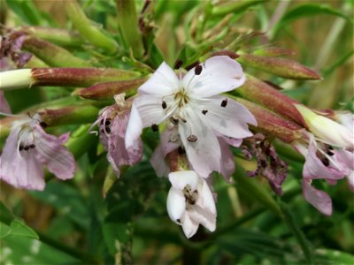 Gewöhnliches Seifenkraut (Saponaria officinalis) beim Flugfeld Erbenheim bei Wiesbaden