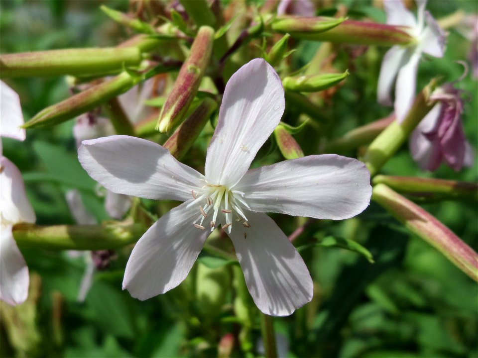 Gewöhnliches Seifenkraut (Saponaria officinalis) in Oftersheim