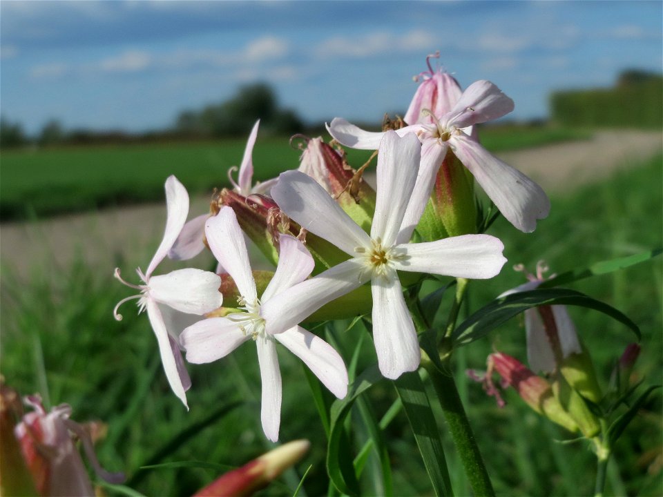 Gewöhnliches Seifenkraut (Saponaria officinalis) bei Reilingen