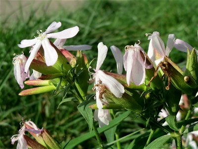 Gewöhnliches Seifenkraut (Saponaria officinalis) bei Reilingen