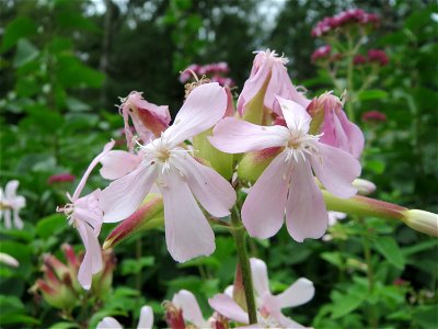 Gewöhnliches Seifenkraut (Saponaria officinalis) im Schwetzinger Hardt