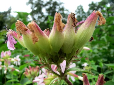 Gewöhnliches Seifenkraut (Saponaria officinalis) im Schwetzinger Hardt