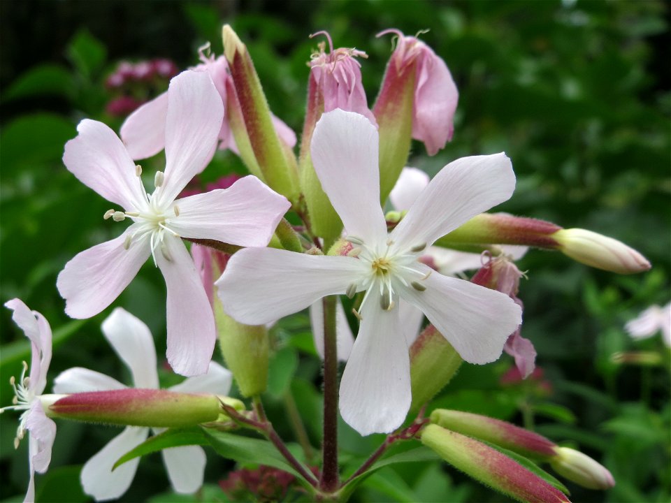 Gewöhnliches Seifenkraut (Saponaria officinalis) in der Schwetzinger Hardt