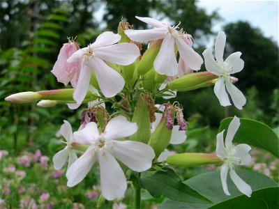 Gewöhnliches Seifenkraut (Saponaria officinalis) im Schwetzinger Hardt