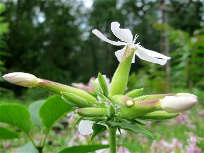 Gewöhnliches Seifenkraut (Saponaria officinalis) im Schwetzinger Hardt