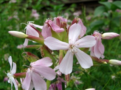 Gewöhnliches Seifenkraut (Saponaria officinalis) im Schwetzinger Hardt
