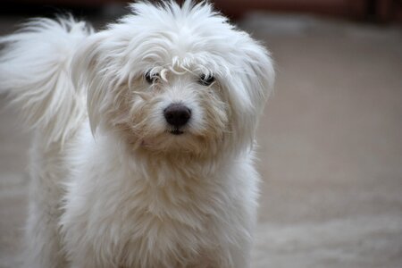 White canine adorable photo