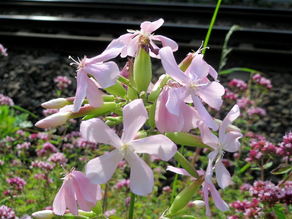 Gewöhnliches Seifenkraut (Saponaria officinalis) im Schwetzinger Hardt