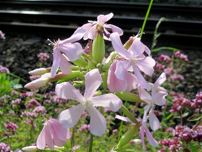 Gewöhnliches Seifenkraut (Saponaria officinalis) im Schwetzinger Hardt