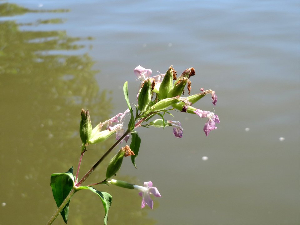 Gewöhnliches Seifenkraut (Saponaria officinalis) an der Saar in Saarbrücken