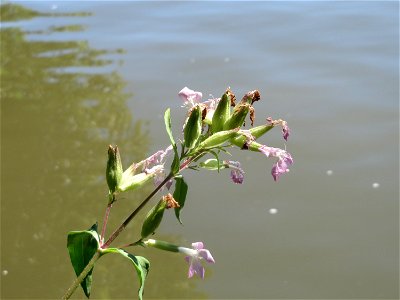Gewöhnliches Seifenkraut (Saponaria officinalis) an der Saar in Saarbrücken