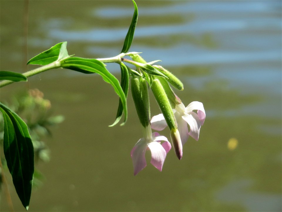 Gewöhnliches Seifenkraut (Saponaria officinalis) an der Saar in Saarbrücken
