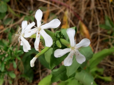 Gewöhnliches Seifenkraut (Saponaria officinalis) in Hockenheim