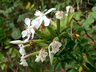 Gewöhnliches Seifenkraut (Saponaria officinalis) in Hockenheim