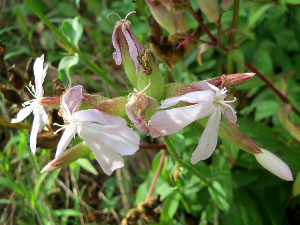 Gewöhnliches Seifenkraut (Saponaria officinalis) im Schwetzinger Hardt