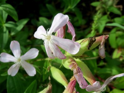Gewöhnliches Seifenkraut (Saponaria officinalis) im Schwetzinger Hardt