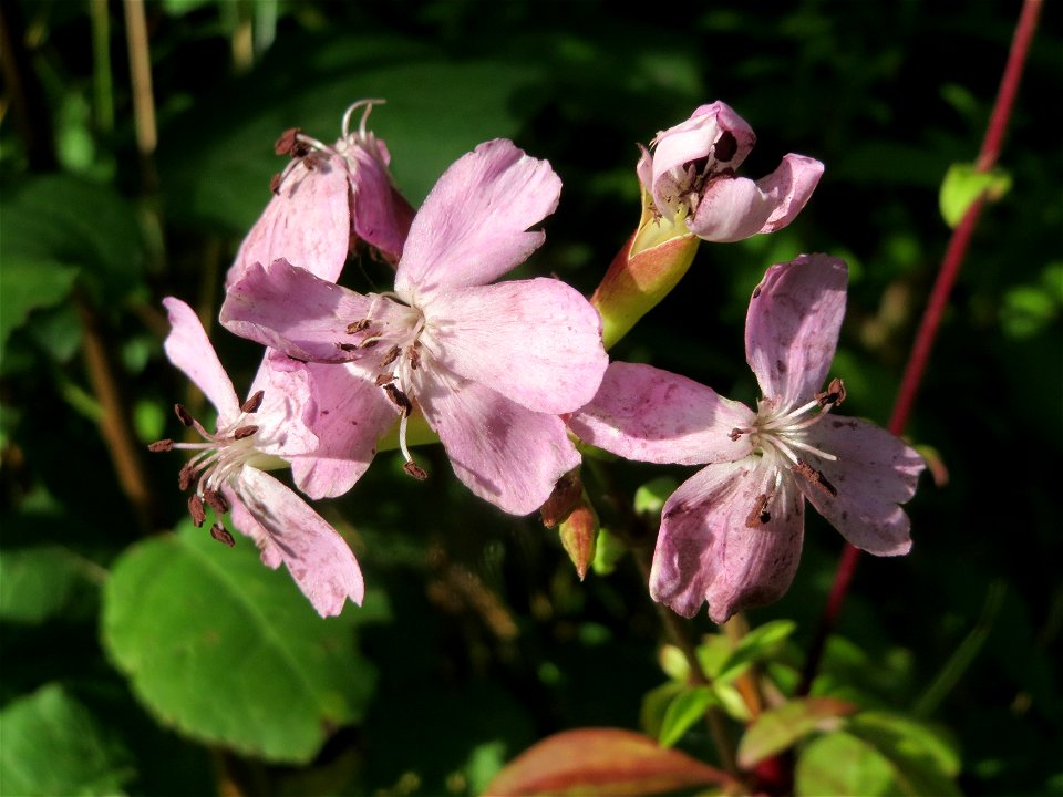 Gewöhnliches Seifenkraut (Saponaria officinalis) im Schwetzinger Hardt