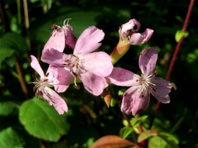 Gewöhnliches Seifenkraut (Saponaria officinalis) im Schwetzinger Hardt