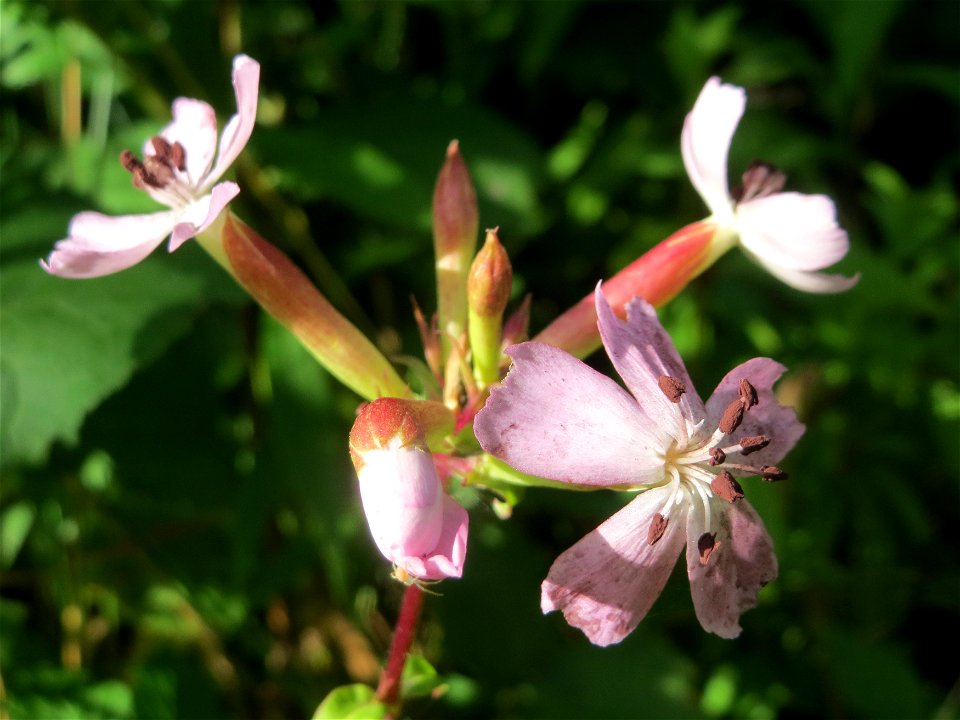 Gewöhnliches Seifenkraut (Saponaria officinalis) im Schwetzinger Hardt