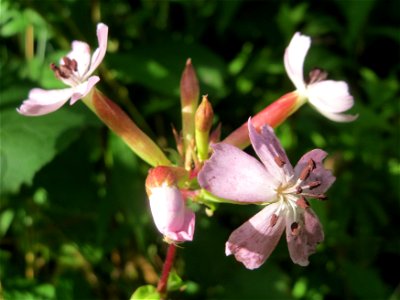 Gewöhnliches Seifenkraut (Saponaria officinalis) im Schwetzinger Hardt
