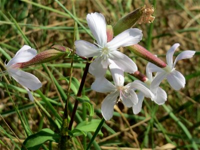 Gewöhnliches Seifenkraut (Saponaria officinalis) im Hockenheimer Rheinbogen