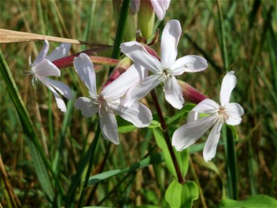 Gewöhnliches Seifenkraut (Saponaria officinalis) im Hockenheimer Rheinbogen