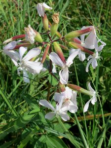 Gewöhnliches Seifenkraut (Saponaria officinalis) im Hockenheimer Rheinbogen