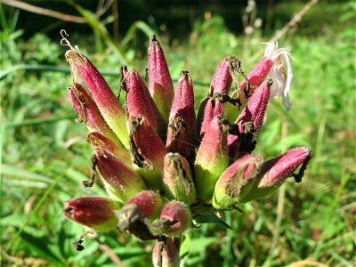 Gewöhnliches Seifenkraut (Saponaria officinalis) am Rand vom Naturschutzgebiet Wagbachniederung (Gemarkung Altlußheim)