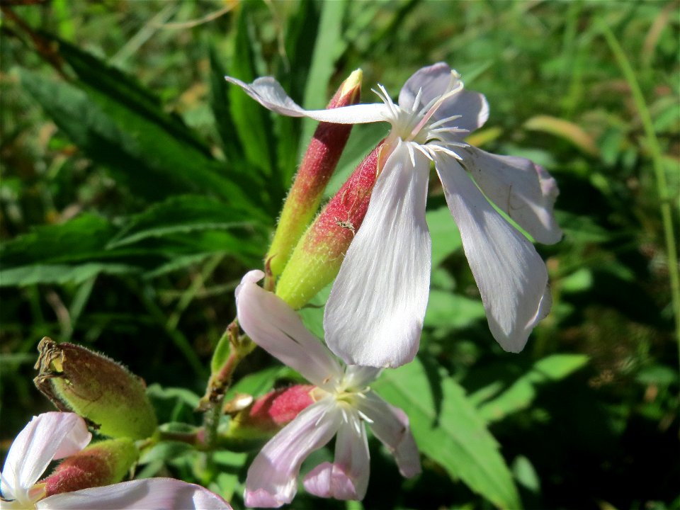 Gewöhnliches Seifenkraut (Saponaria officinalis) am Rand vom Naturschutzgebiet Wagbachniederung (Gemarkung Altlußheim)