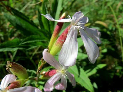 Gewöhnliches Seifenkraut (Saponaria officinalis) am Rand vom Naturschutzgebiet Wagbachniederung (Gemarkung Altlußheim)
