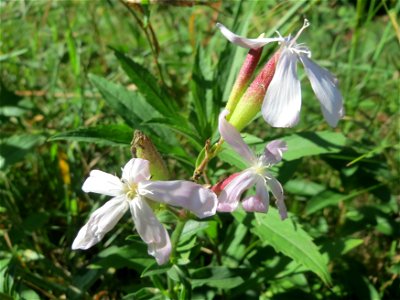 Gewöhnliches Seifenkraut (Saponaria officinalis) am Rand vom Naturschutzgebiet Wagbachniederung (Gemarkung Altlußheim)